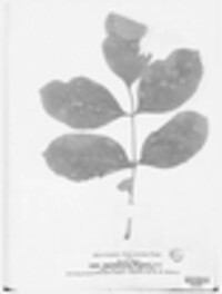 Septogloeum fraxini image